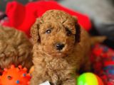 İnstagram Toypoodlepuppy09