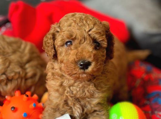İnstagram Toypoodlepuppy09 görsel