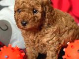 İnstagram Toypoodlepuppy09