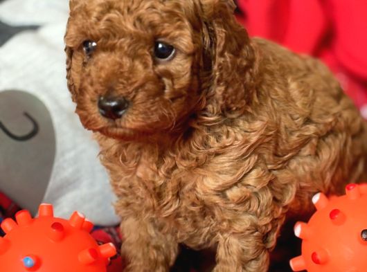 İnstagram Toypoodlepuppy09 görsel