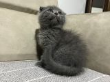 Üst Kalite Scotish Fold Bebek