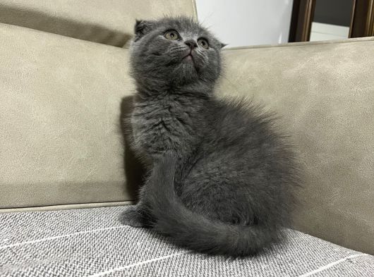 Üst Kalite Scotish Fold Bebek görsel