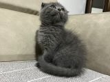 Üst Kalite Scotish Fold Bebek