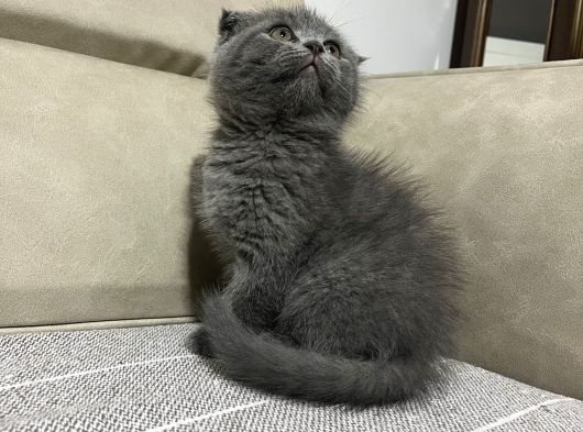 Üst Kalite Scotish Fold Bebek görsel