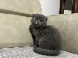 Üst kalite scotish fold bebek