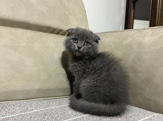 Üst Kalite Scotish Fold Bebek