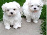 Orjinal maltes terrier yavrularımız son 2 adet