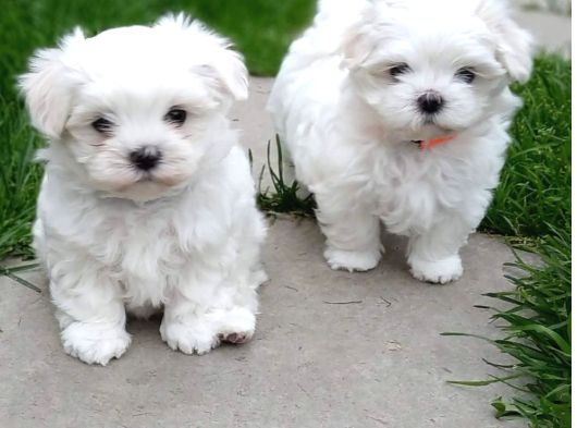 Orjinal Maltes Terrier Yavrularımız Son 2 Adet