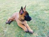 Belçika Malinois Yavruları