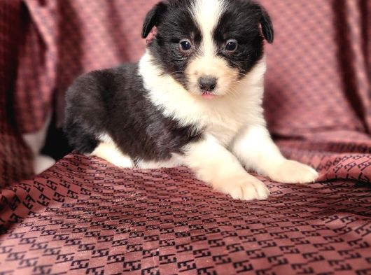 Border Collie Yavruları görsel