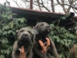 Dev Gi̇bi̇ Cane Corso Yavrularimiz