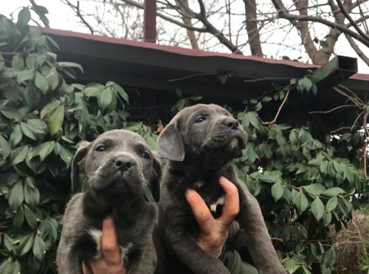 Dev Gi̇bi̇ Cane Corso Yavrularimiz görsel