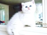 Anatomi̇ Hari̇kasi Bri̇ti̇sh Bebekler