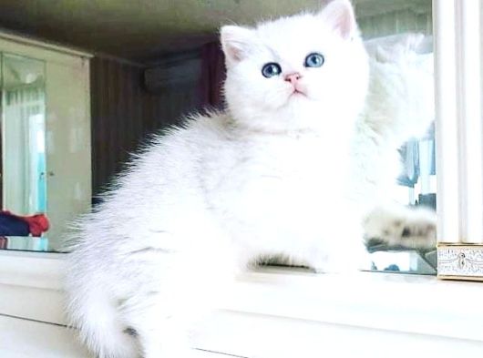 Anatomi̇ Hari̇kasi Bri̇ti̇sh Bebekler görsel
