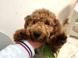 Toy Poodle 1 Yaş Dişi