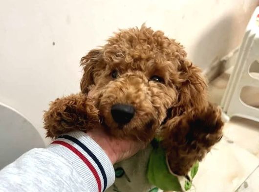 Toy Poodle 1 Yaş Dişi görsel