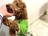Toy poodle 1 yaş dişi