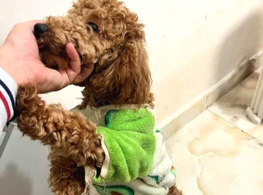 Toy Poodle 1 Yaş Dişi