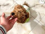 Toy Poodle 1 Yaş Dişi
