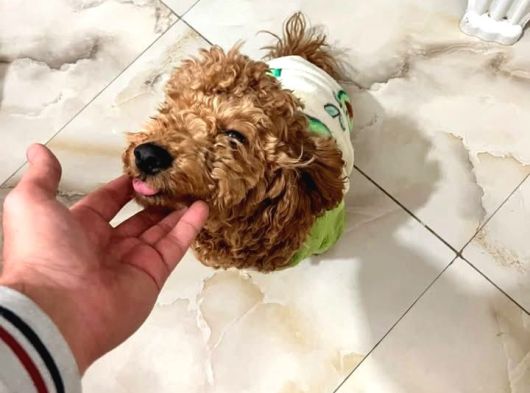 Toy Poodle 1 Yaş Dişi görsel