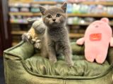 Orj Babyface British Shorthair Blue Bebeklerimiz