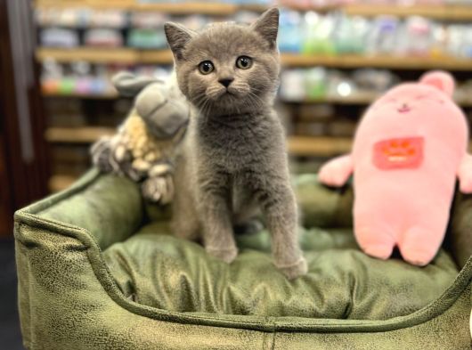 Orj Babyface British Shorthair Blue Bebeklerimiz görsel