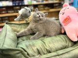 Orj Babyface British Shorthair blue Bebeklerimiz