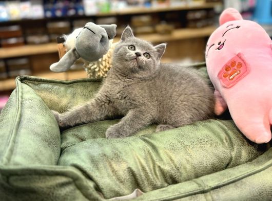 Orj Babyface British Shorthair Blue Bebeklerimiz