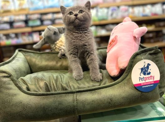 Orj Babyface British Shorthair Blue Bebeklerimiz görsel