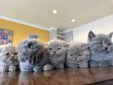 Kedi̇ci̇den Renk Renk British Shorthair Yavrulari Ankara