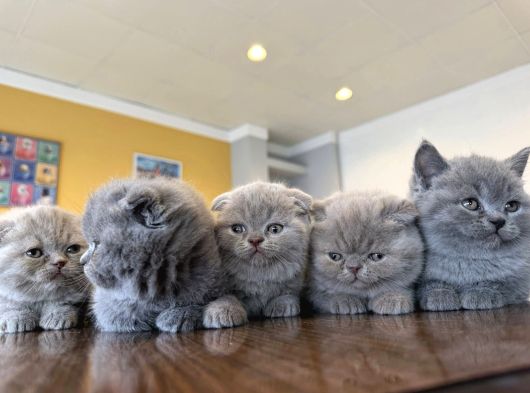 Kedi̇ci̇den Renk Renk British Shorthair Yavrulari Ankara görsel