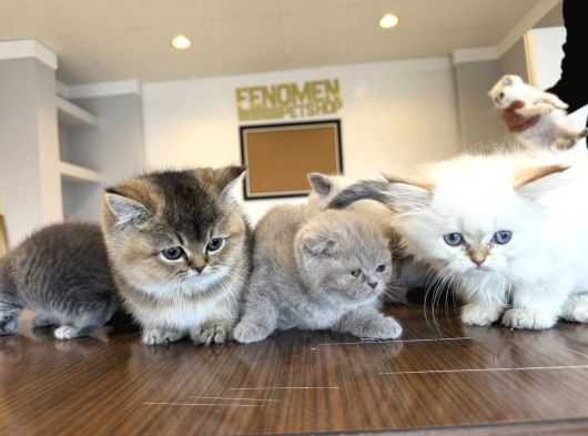 Kedi̇ci̇den Renk Renk British Shorthair Yavrulari Ankara görsel