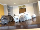 Kedi̇ci̇den Renk Renk British Shorthair Yavrulari Ankara