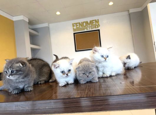 Kedi̇ci̇den Renk Renk British Shorthair Yavrulari Ankara görsel