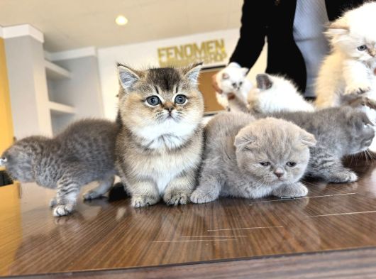 Kedi̇ci̇den Renk Renk British Shorthair Yavrulari Ankara görsel