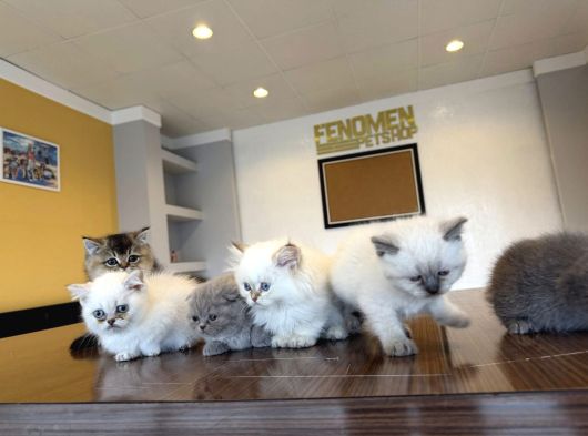 Kedi̇ci̇den Renk Renk British Shorthair Yavrulari Ankara görsel