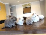 Kedi̇ci̇den Renk Renk British Shorthair Yavrulari Ankara