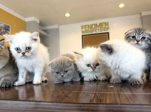 Kedi̇ci̇den Renk Renk British Shorthair Yavrulari Ankara