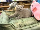 Orj Babyface British Shorthair Blue Bebeklerimiz