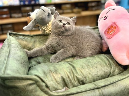 Orj Babyface British Shorthair Blue Bebeklerimiz görsel