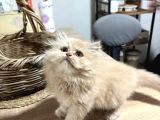 Özel Renk Biblo Bebek British Longhair Erkek