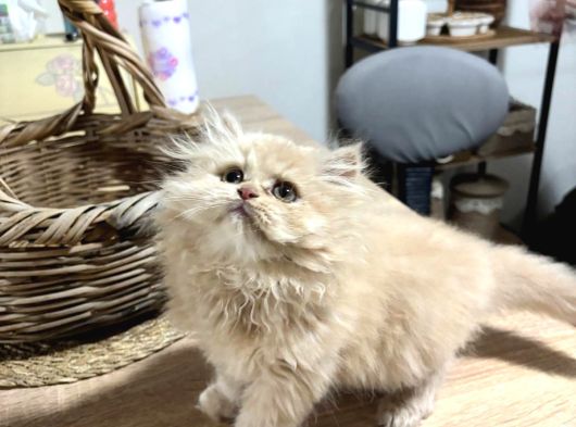 Özel Renk Biblo Bebek British Longhair Erkek görsel
