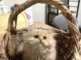 Özel Renk Biblo Bebek British Longhair Erkek