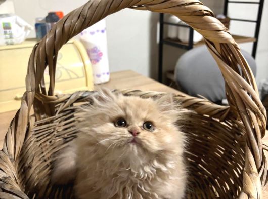 Özel Renk Biblo Bebek British Longhair Erkek görsel