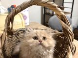 Özel renk biblo bebek british longhair erkek