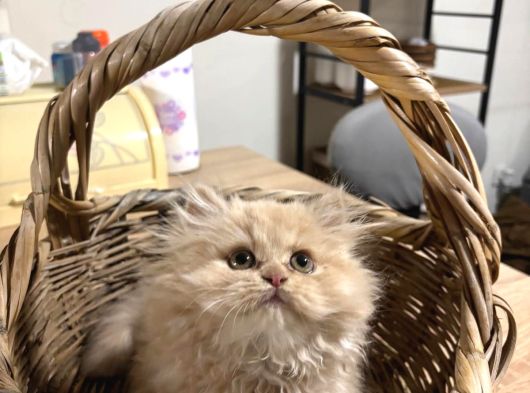 Özel Renk Biblo Bebek British Longhair Erkek