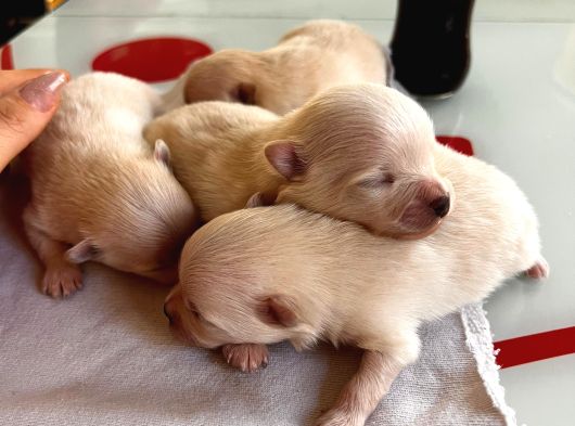 Fincan Boy Yeni Yıl Hediyeleri Pomeranian Boo görsel