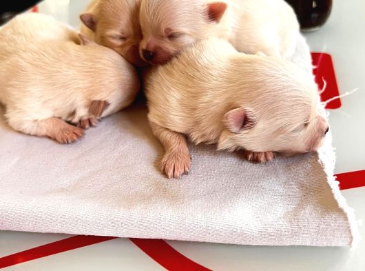 Fincan Boy Yeni Yıl Hediyeleri Pomeranian Boo görsel