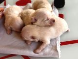 Fincan Boy Yeni Yıl Hediyeleri Pomeranian Boo