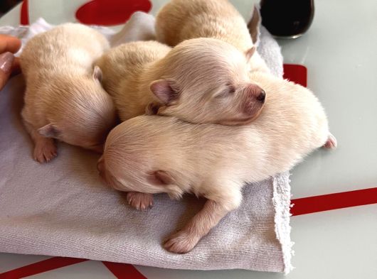 Fincan Boy Yeni Yıl Hediyeleri Pomeranian Boo
